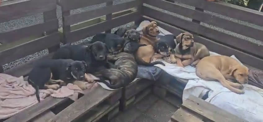 Kruising honden te koop: Fantastische honden - Video 1