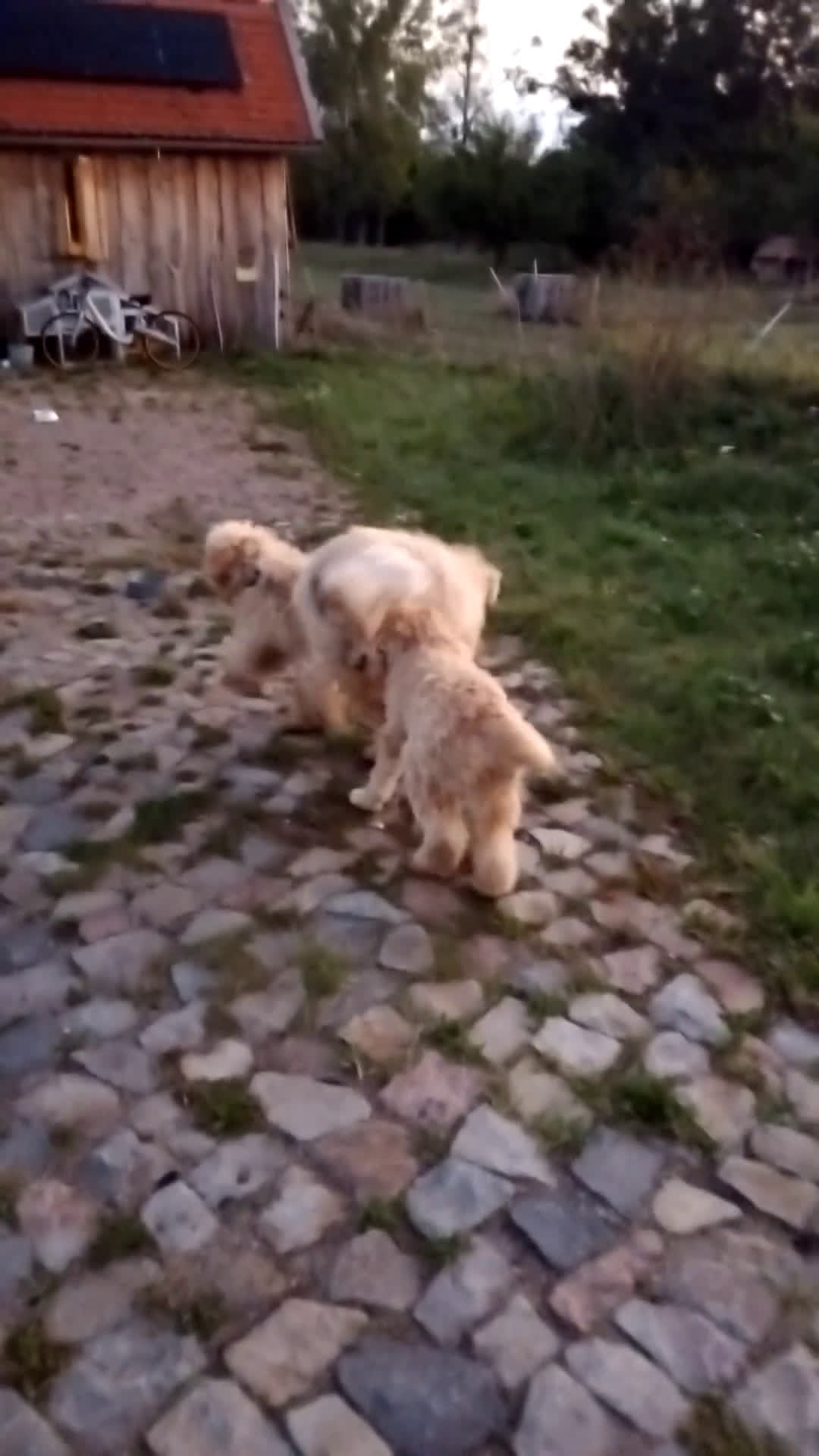 Labradoodle honden te koop: Buddy (Labradoodle 5b) - Video 1