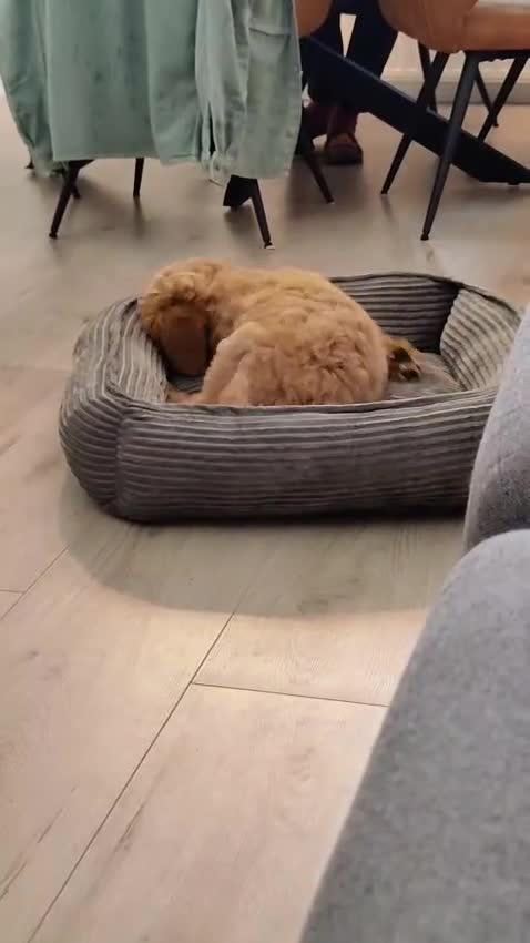 Australian Labradoodle honden te koop: Prachtig nestje Australian Labradoodles  - Video 4