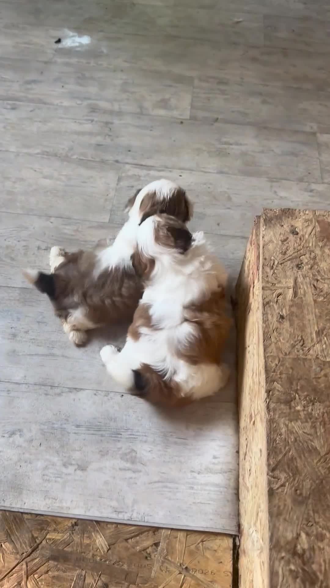 Shih Tzu honden te koop: rashoeivere Shih Tzu-puppy's - Video 2