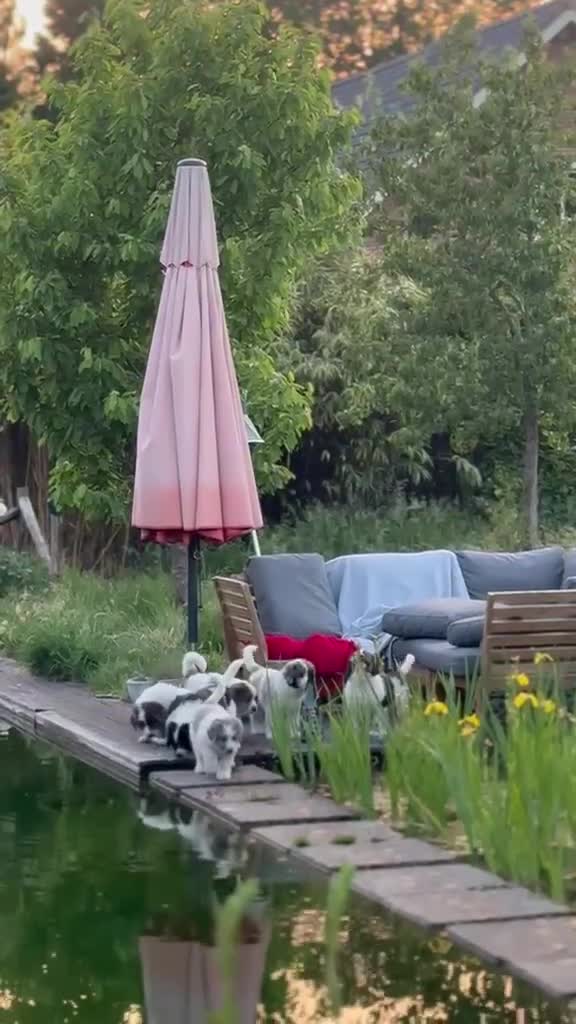 Kruising honden te koop: Schitterende Landseer X Tatra/Aussie/Leonberg pups - Video 1