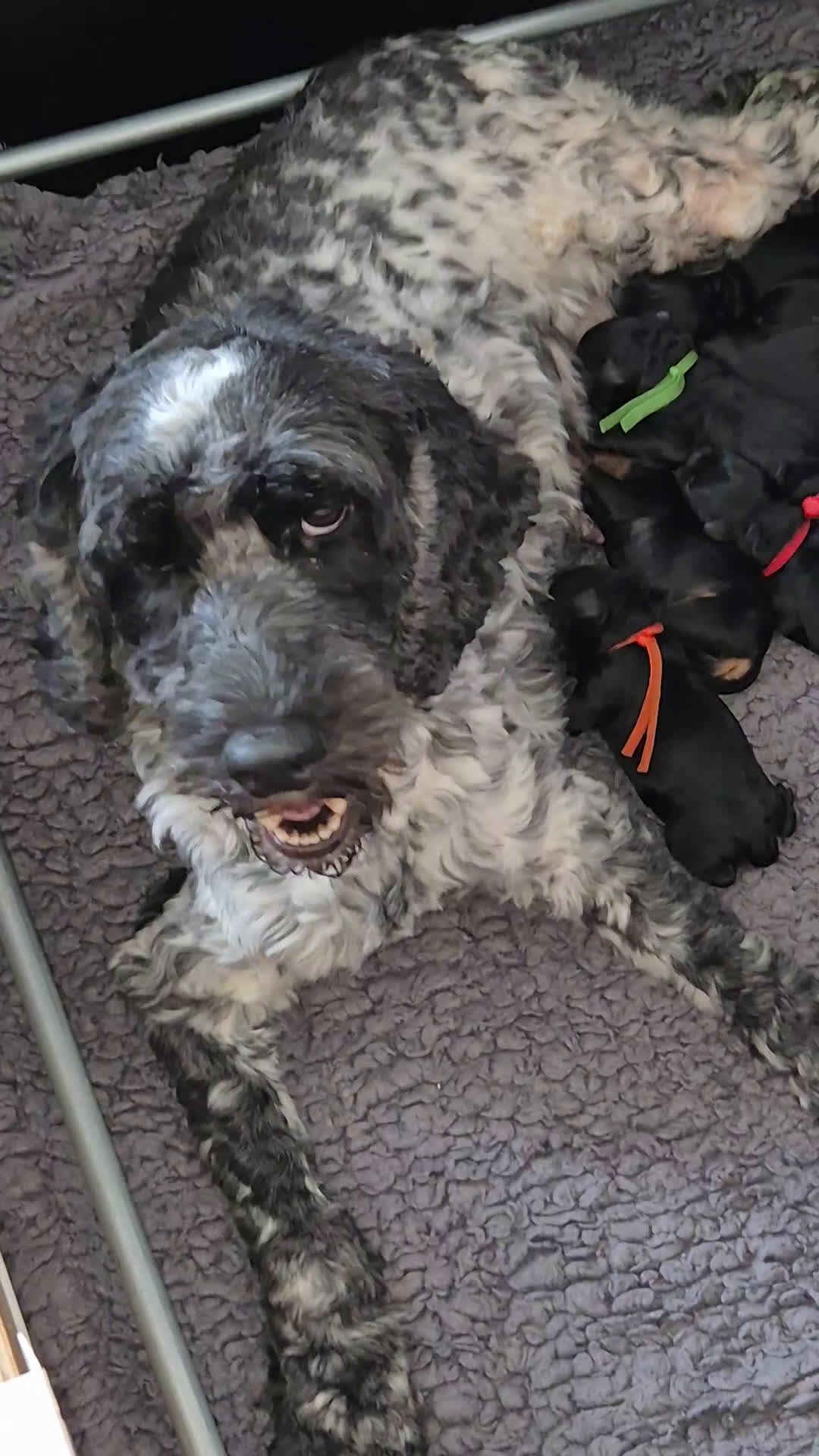 Cockapoo honden te koop: Cockapoo puppy's  - Video 1