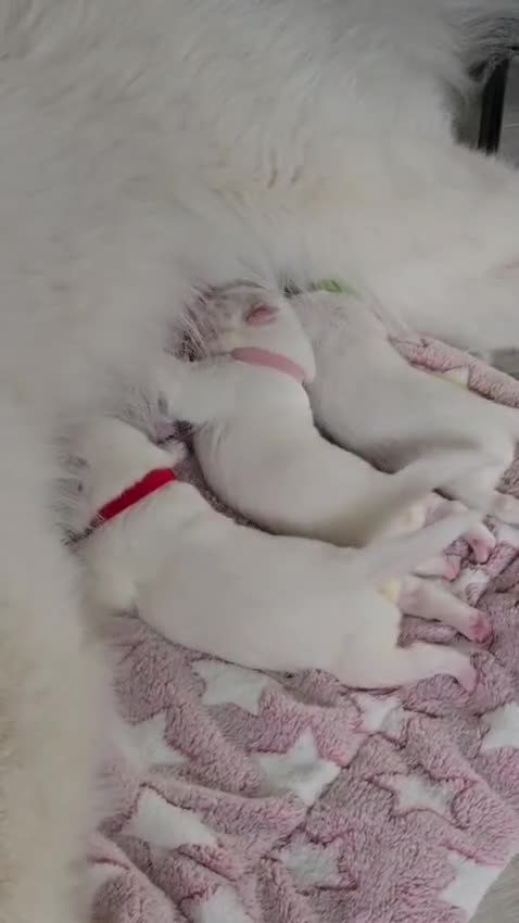 Samojeed honden te koop: Samojeed puppys zoeken hun gouden mandje 🐾 - Video 2