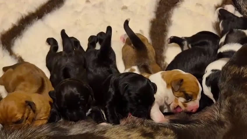 Rhodesian Ridgeback honden te koop: 🐾 Rhodesian Ridgeback kruising 🐾 - Video 3