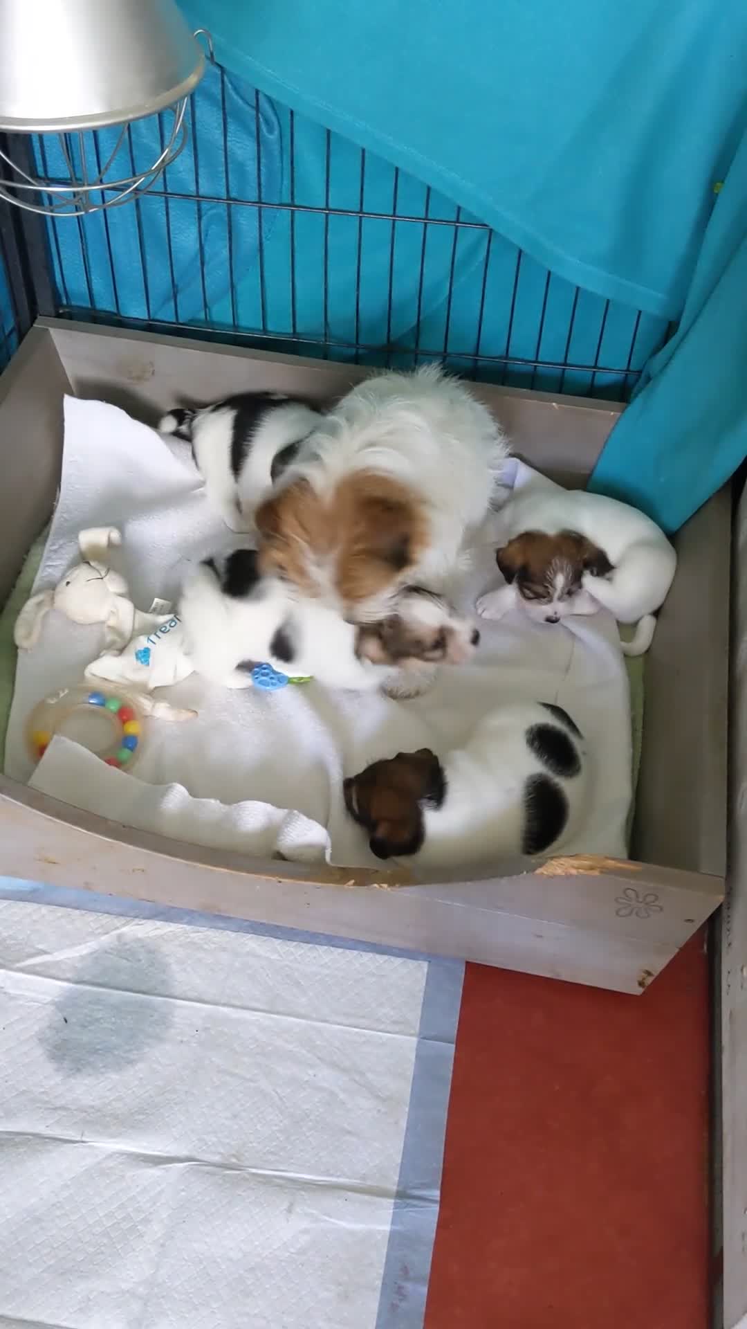 Jack Russel Terriër honden ter dekking: Raszuivere ruwharige Jack Russell dekreu  - Video 1