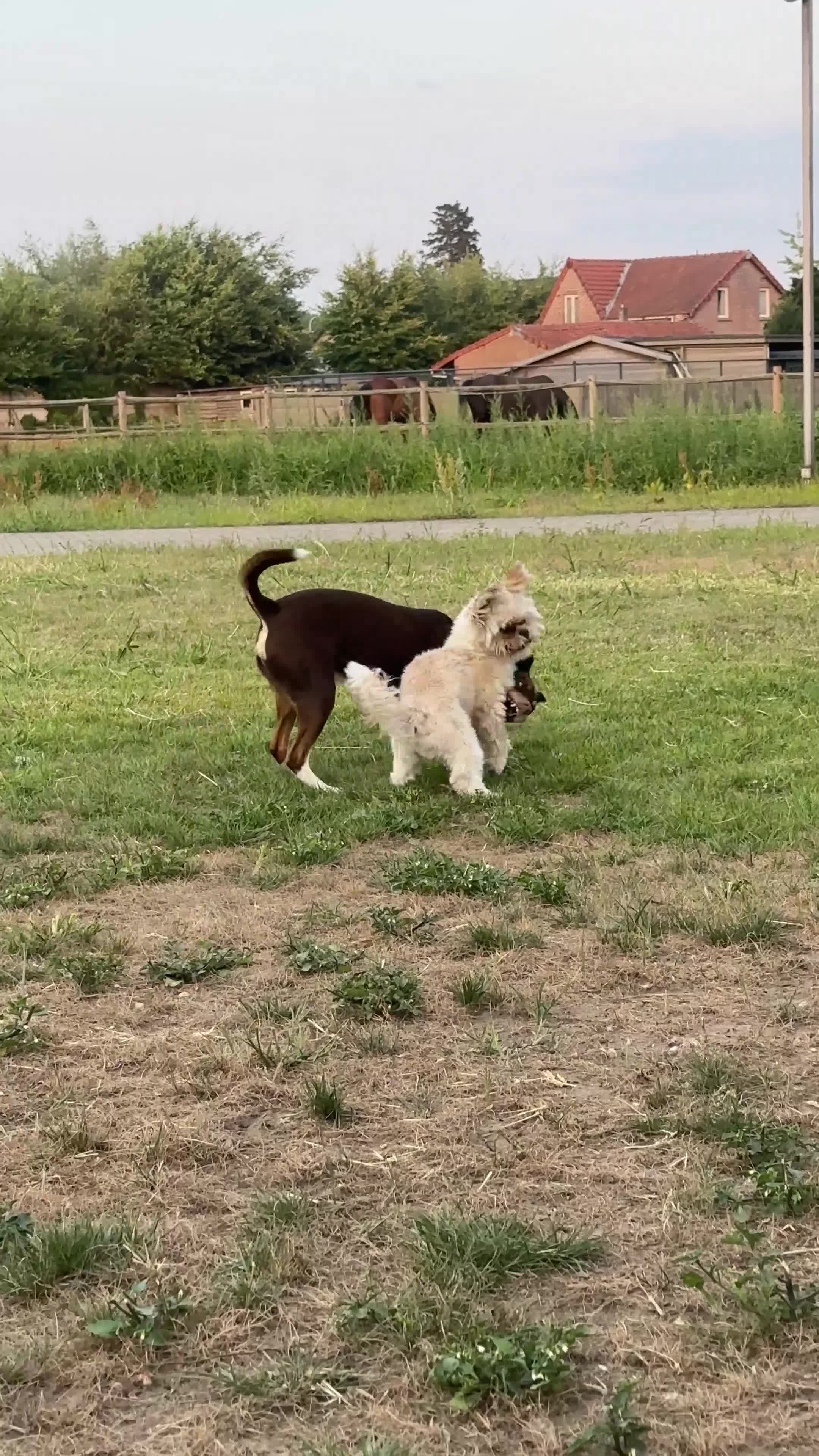 Shih Tzu honden te koop: Shih Tzu teddy - TE KOOP - Video 1