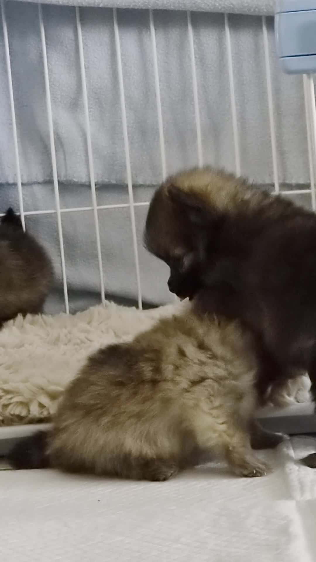 Pomeriaan honden te koop: Dwergkees pups - Video 1