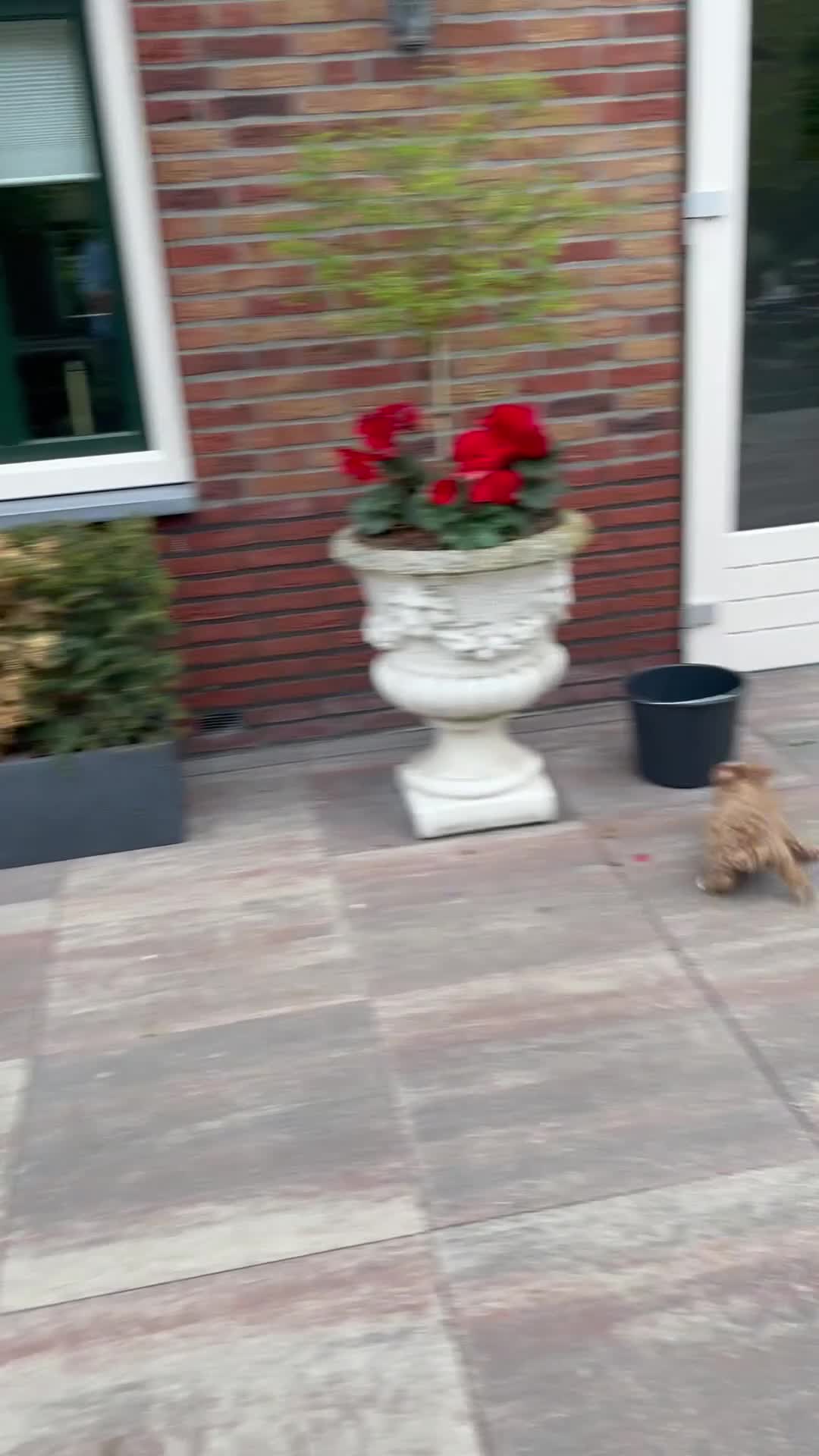 Maltipoo honden ter dekking: maltipoo sjefke  rood wit  - Video 1