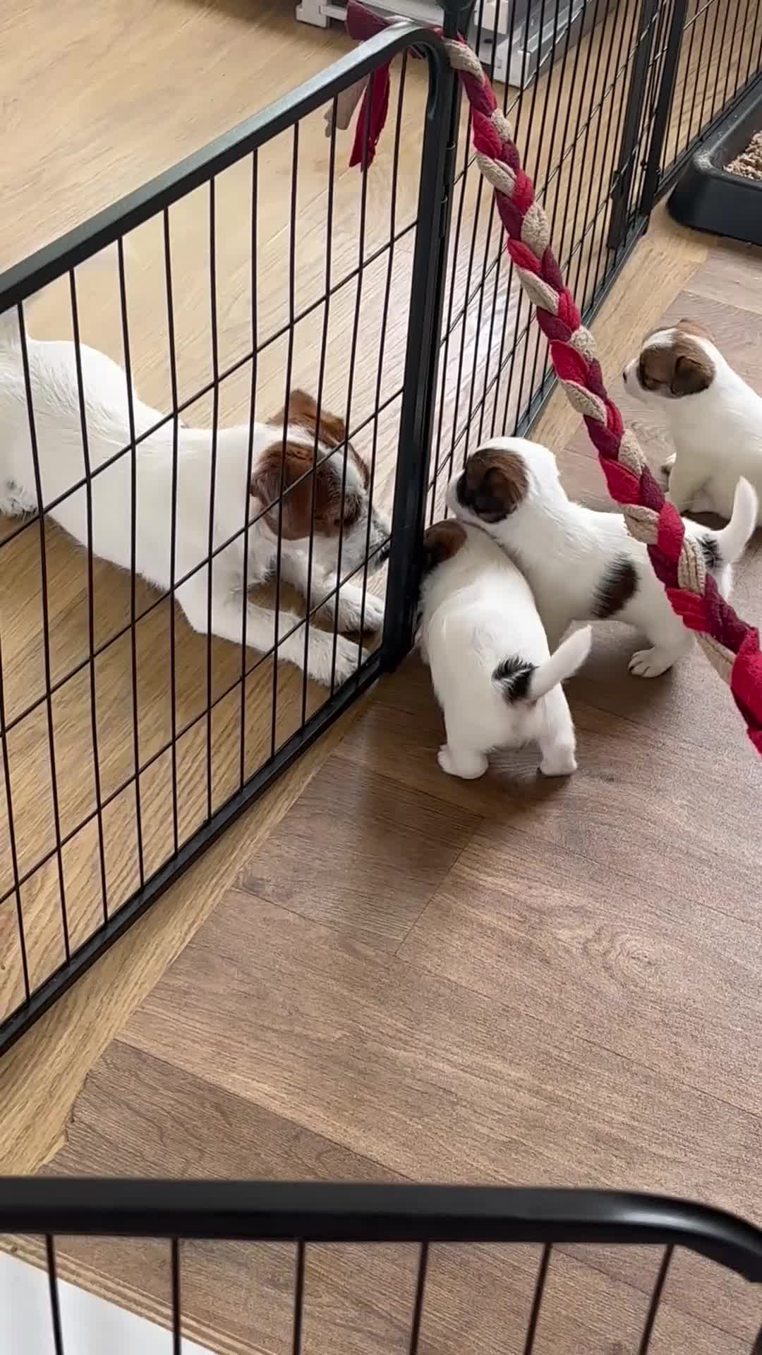 Jack Russel Terriër honden te koop: jackrussell ruwharig  in Odiliapeel - Video 3