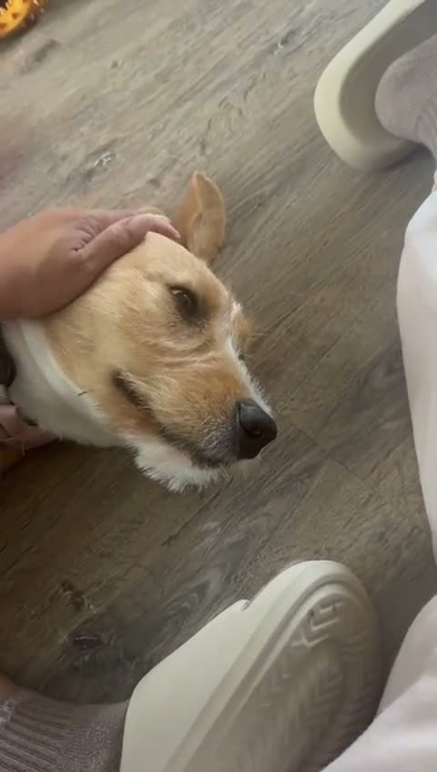 Kruising honden te koop: Lieve Tala zoekt een nieuw thuis - Video 2
