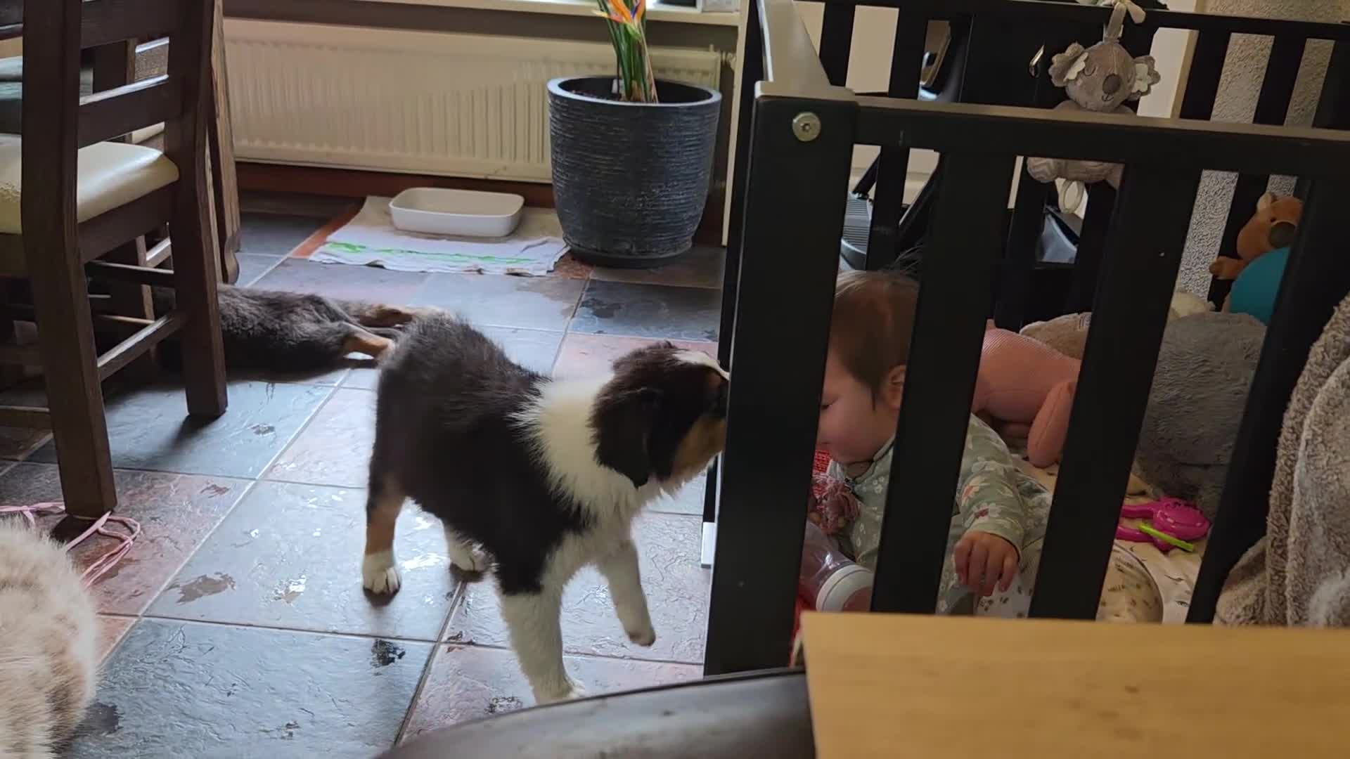 Australian Shepherd honden te koop: Prachtige Australian Shepherd pups - Video 2