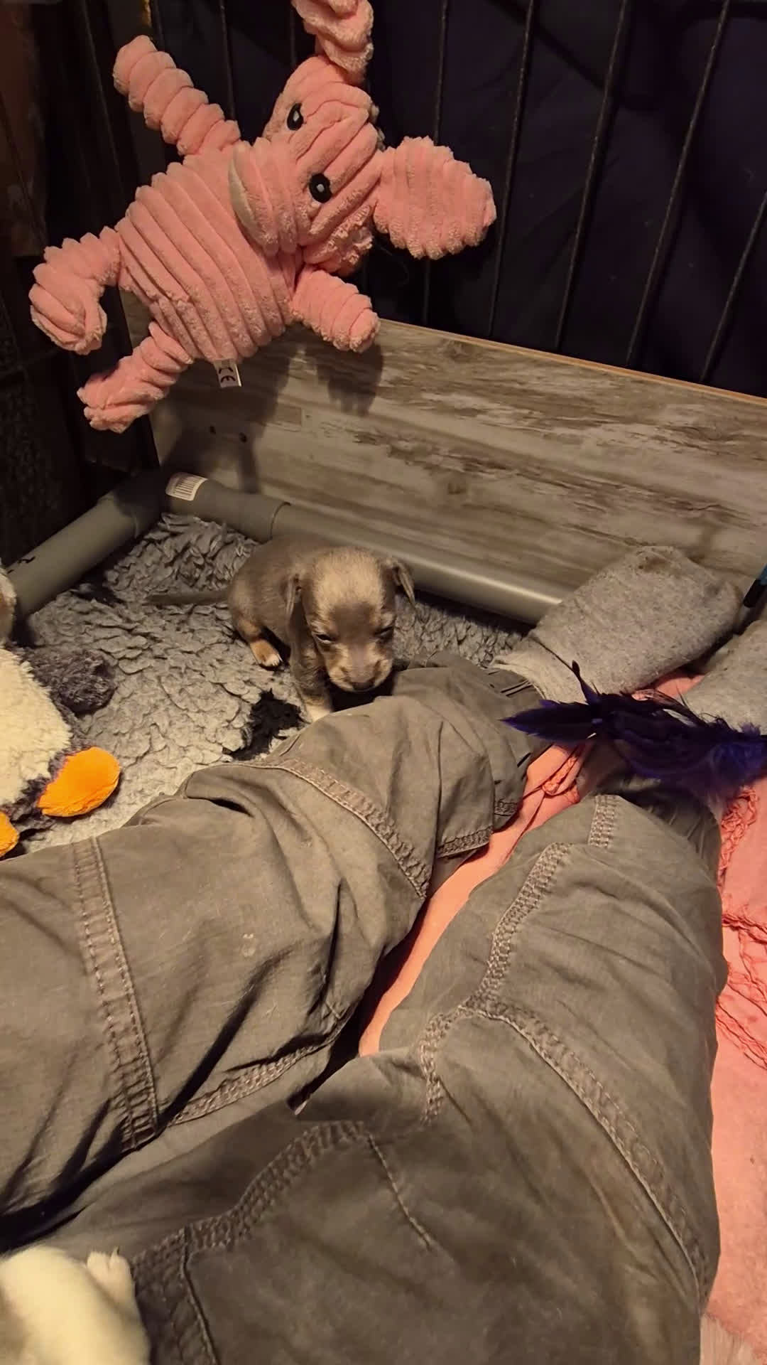 Jack Russel Terriër honden te koop: Super mooie jackrussel pups mogen met kerst mee  - Video 3