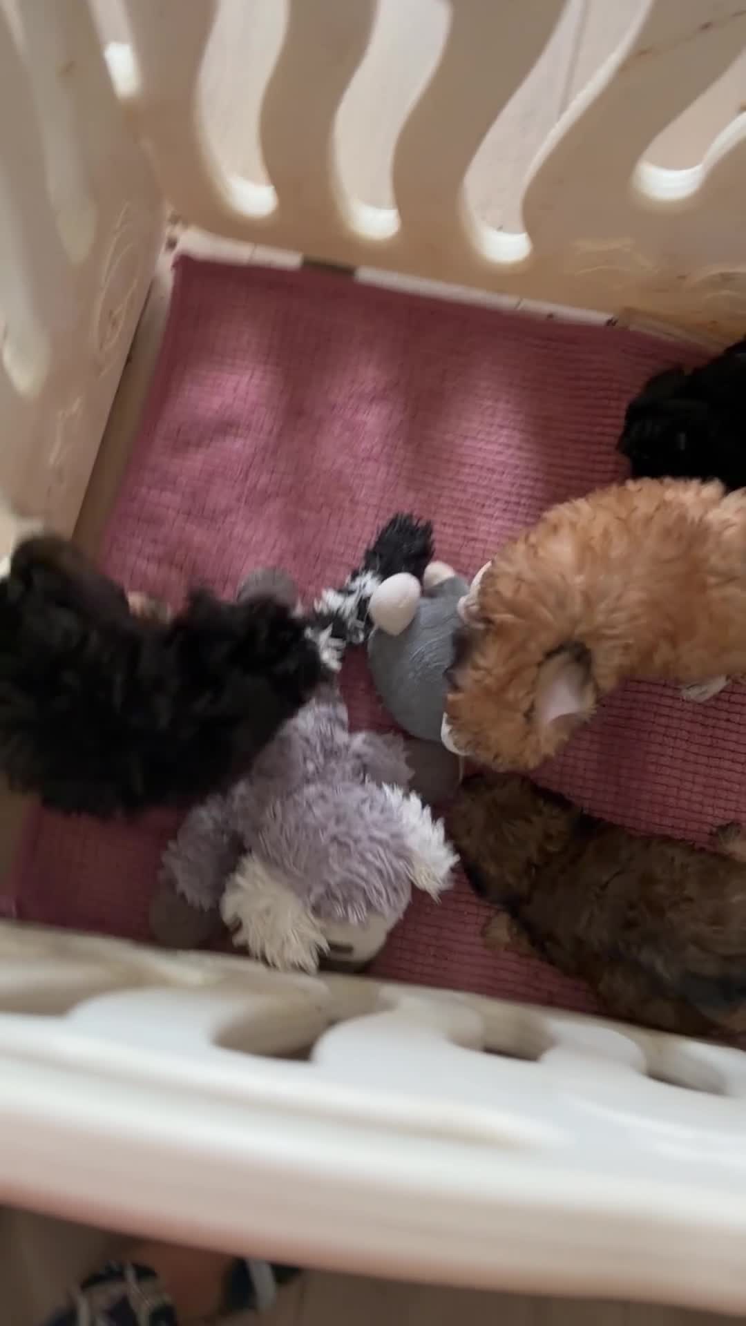 Poedel Toy honden te koop: Drie toy poedel pupjes  - Video 3