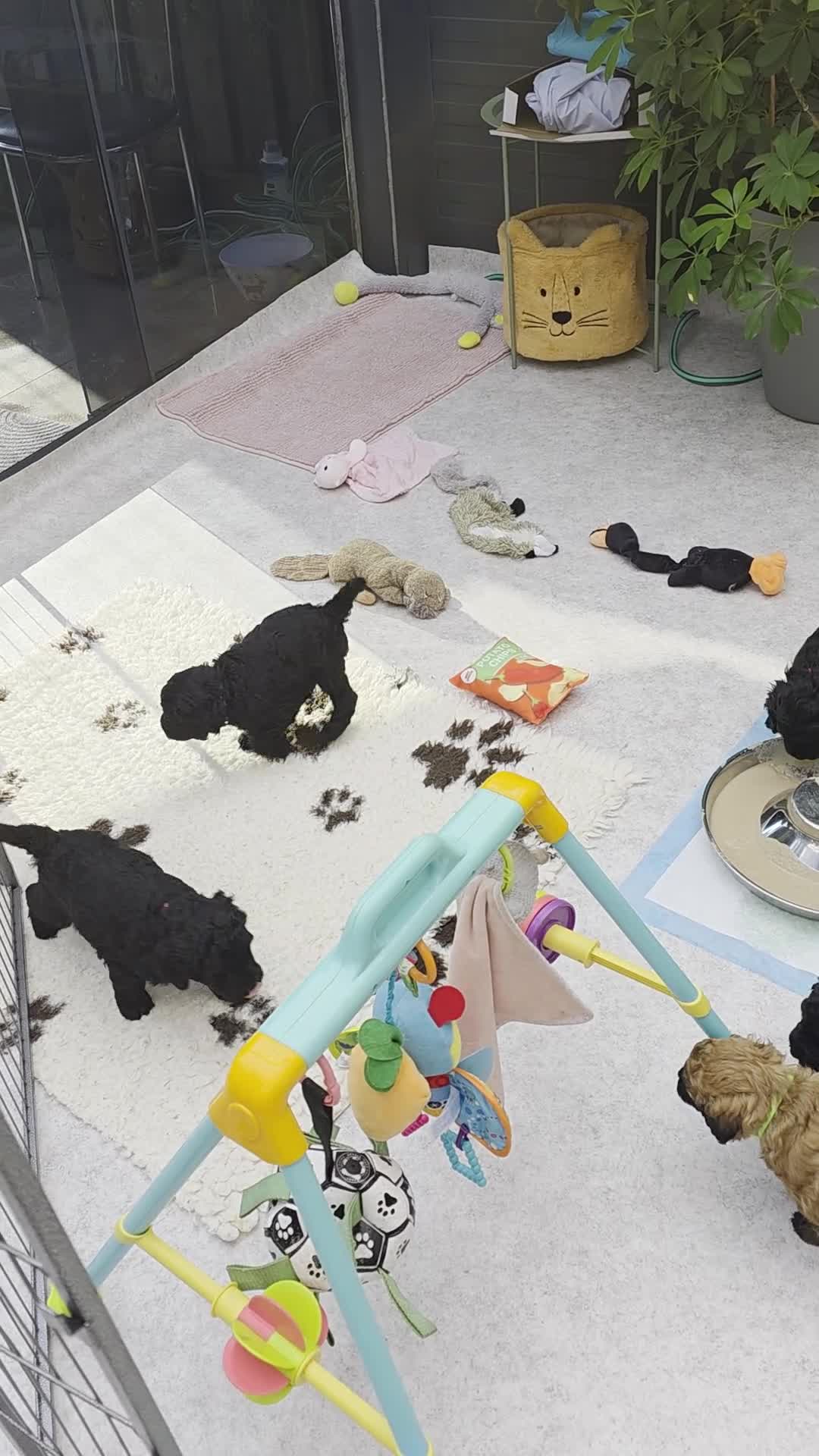 Goldendoodle honden te koop: Goldendoodle pups medium - Video 2