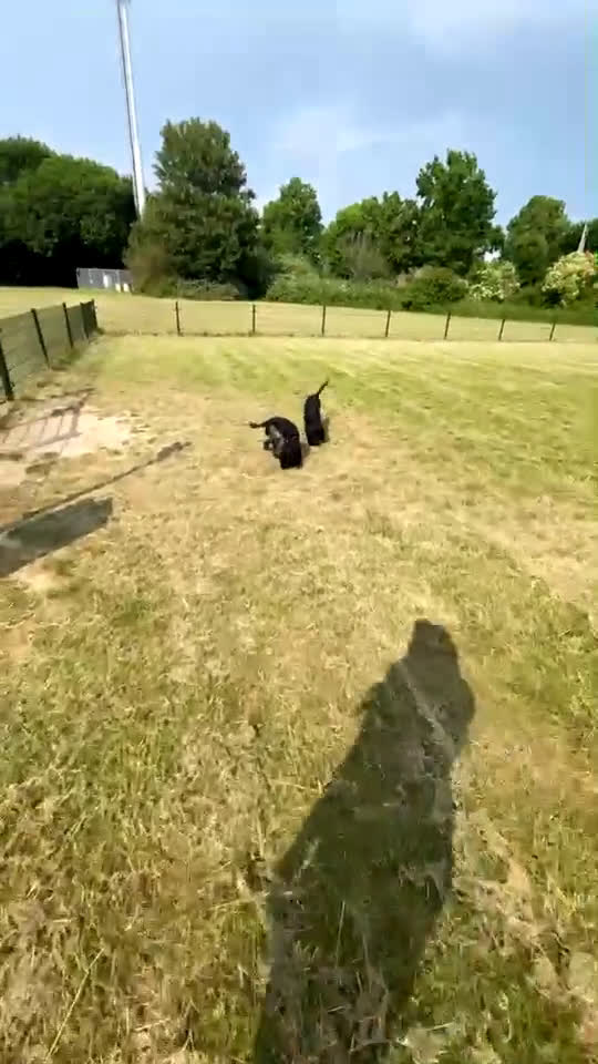 Engelse Cocker Spaniel honden te koop: Engelse Cocker spaniël pups te koop  - Video 1