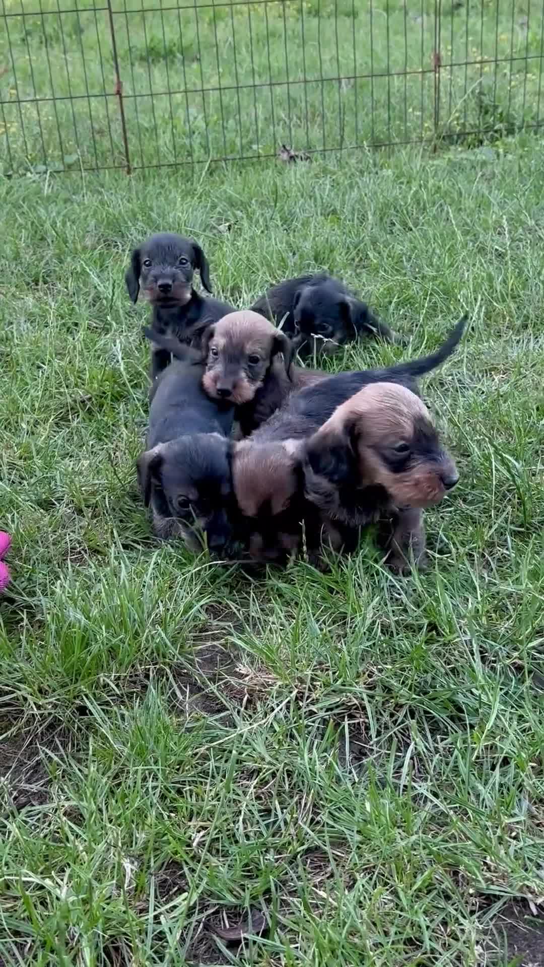 Ruwhaar Teckel honden te koop: Ruwhaar kaninchen/dwergteckels, rood en wildkleur  - Video 1
