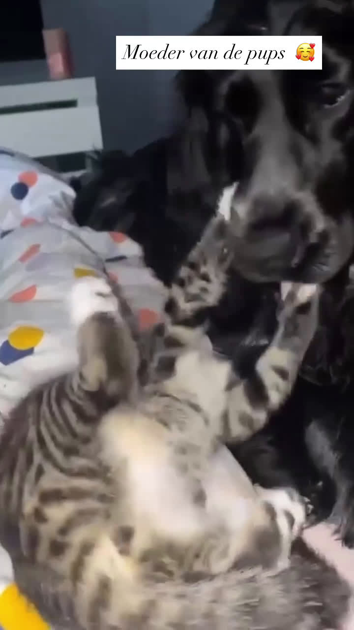 Engelse Cocker Spaniel honden te koop: Engelse Cocker spaniël pups te koop  - Video 2