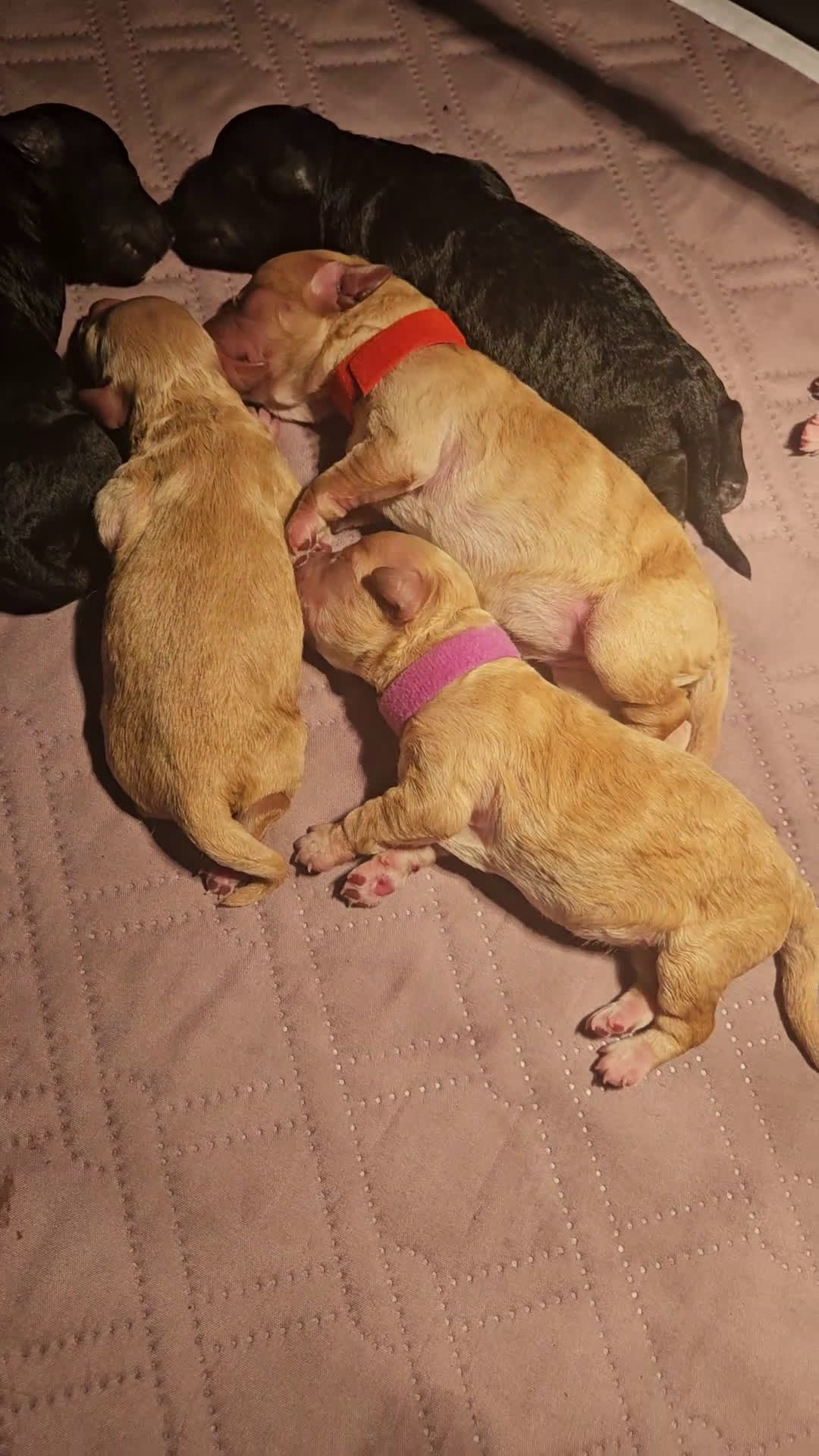Labradoodle honden te koop: Mini Labradoodle pups. ALLEMAAL GERESERVEERD  - Video 1