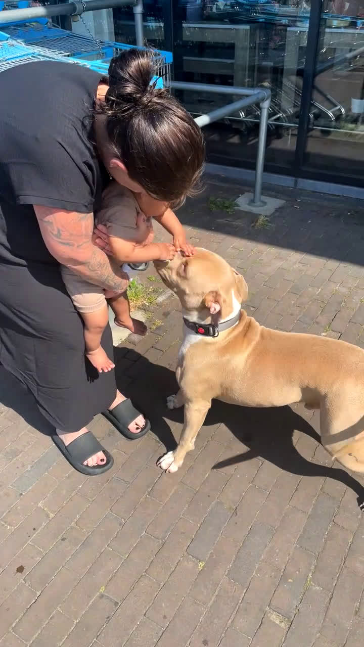 Pitbull Terriër honden ter dekking: Ajax/Jaxie ( DEKREU ) - Video 2