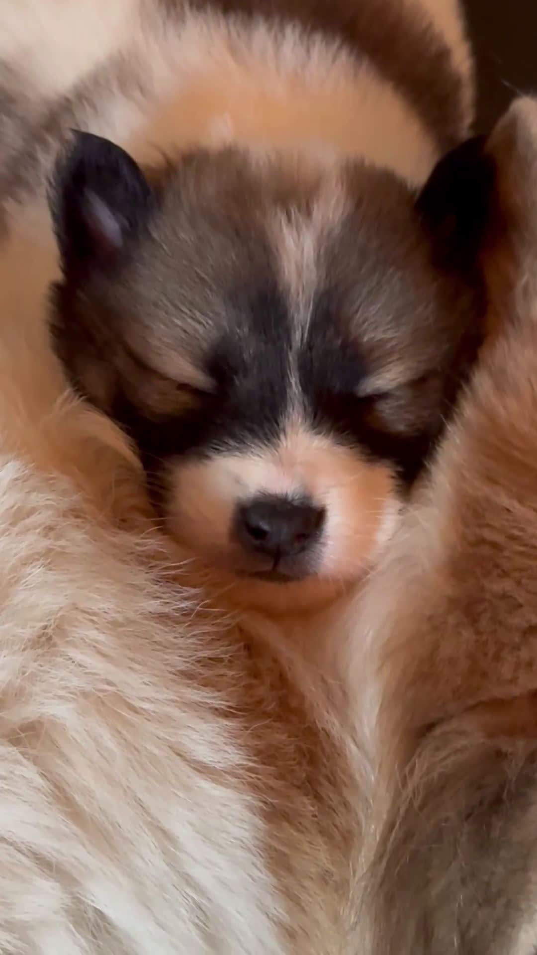 Thai Bangkaew Dog honden te koop: Thai Bangkaew Dog puppies - Video 2