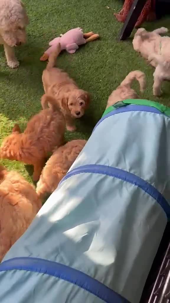 Australian Labradoodle honden te koop: Labradoodle Australian Multigen kleine medium pups in Epe - Video 2