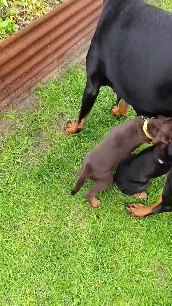 Dobermann honden te koop: 3 Dobermann pups  zoeken  een goud mandje  - Video 1