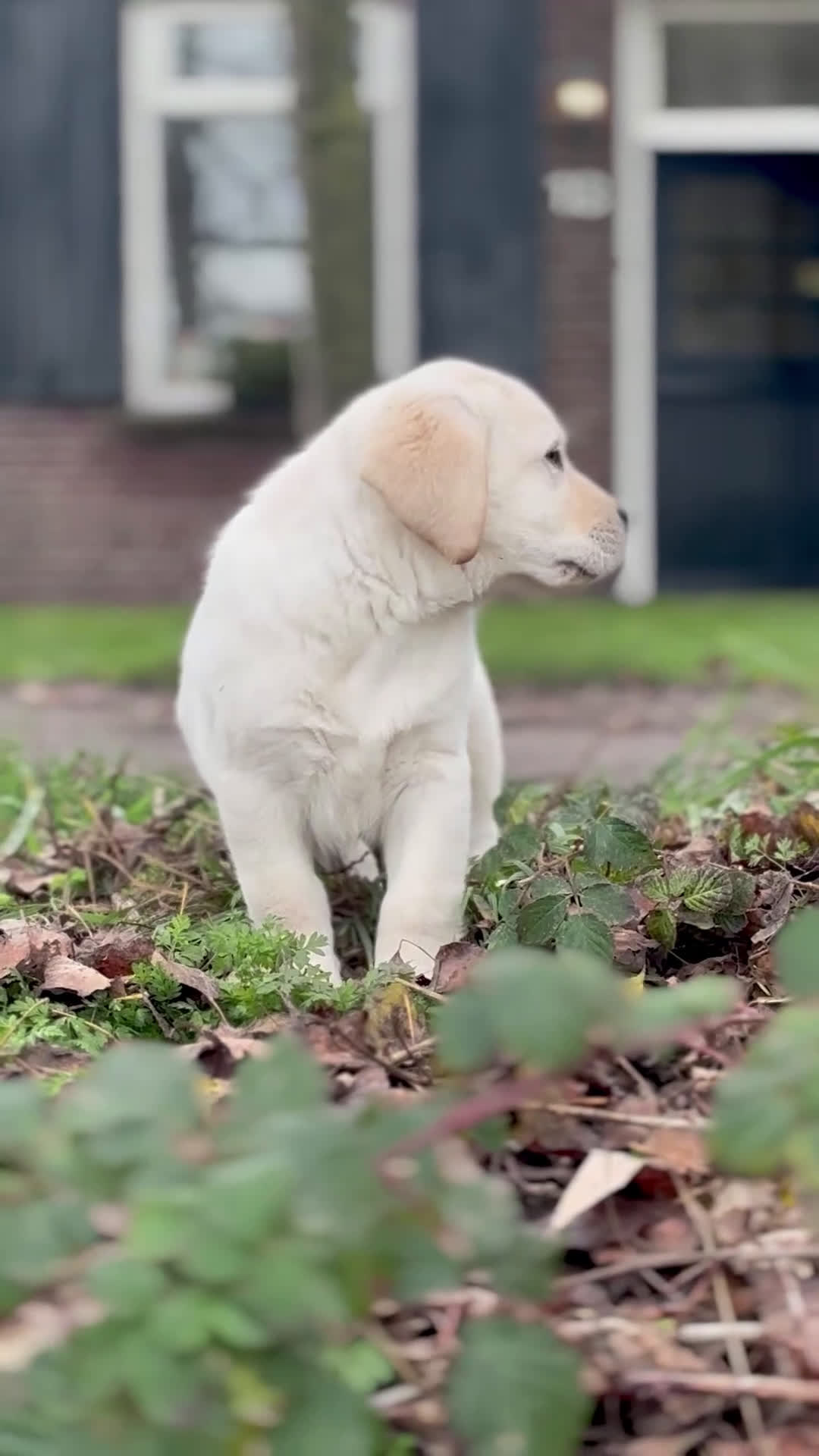 Labrador Retriever honden te koop: Gele Labrador reutjes - Video 1