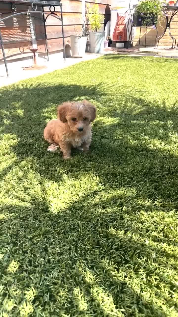 Maltipoo honden te koop: Maltipoo pup  - Video 3