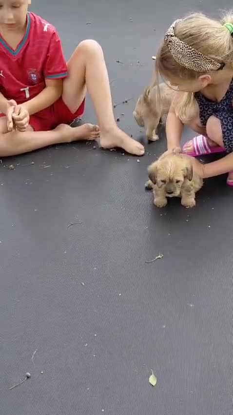 Overig honden te koop: Schattige Puppy's te koop - Video 4