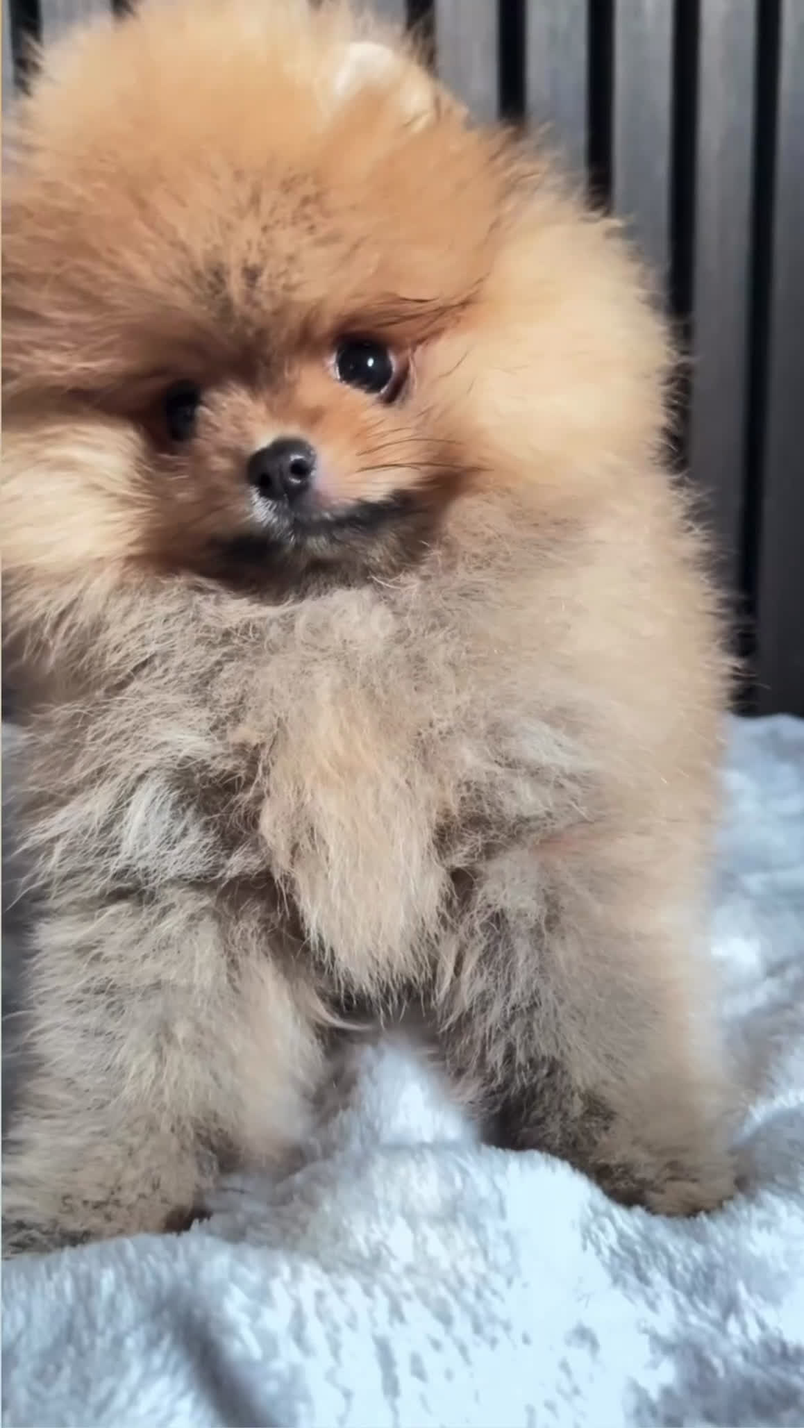 Pomeriaan honden te koop: Raszuiver Mini Pomeriaan Pup Bear Face  - Video 1