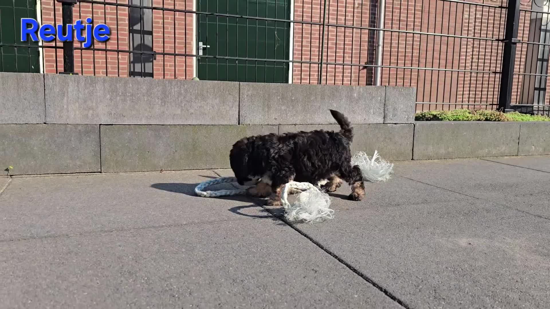 Maltipoo honden te koop: 🥰 9 Prachtige Maltipoo pups! Unieke kleuren 🐶 - Video 1