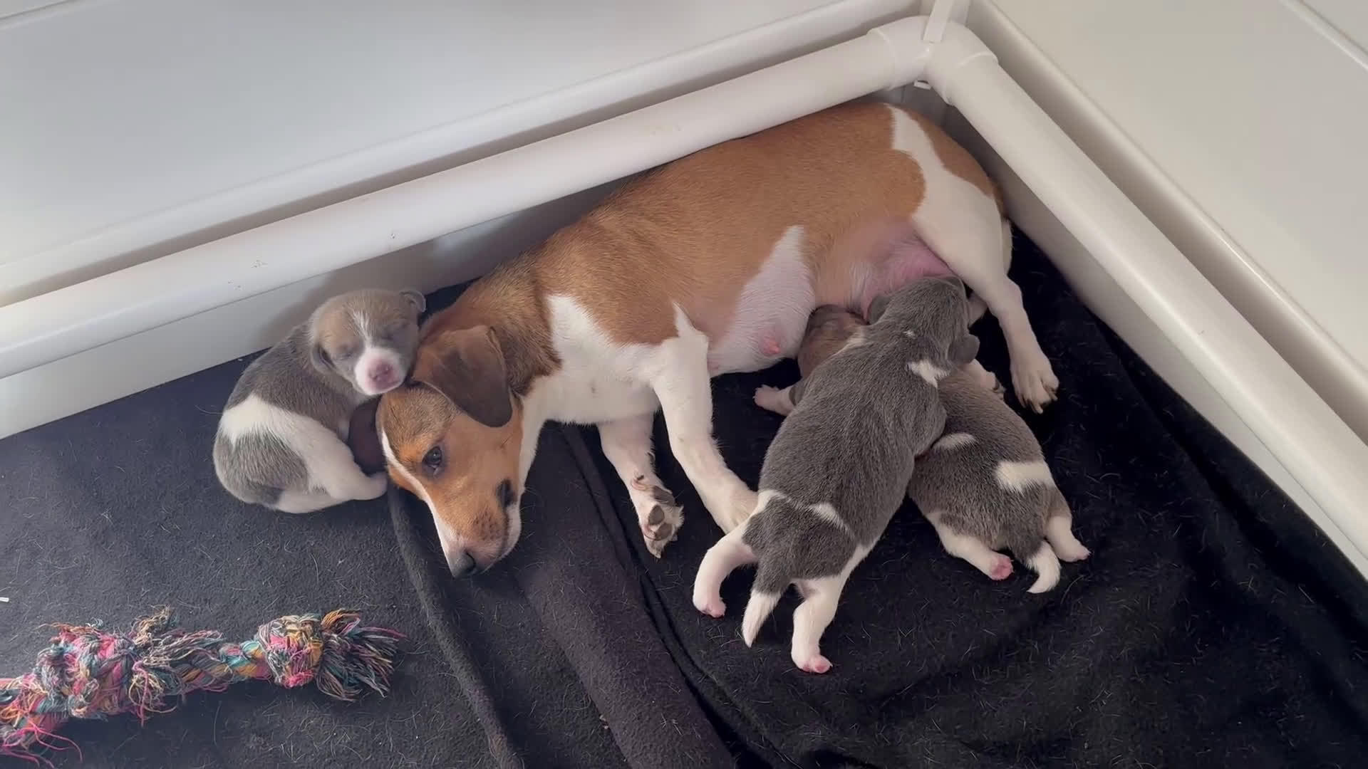 Jack Russel Terriër honden te koop: Leuke vrolijke Jack Russell pups - Video 1