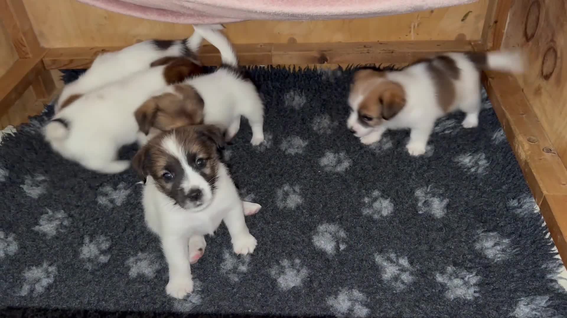 Jack Russel Terriër honden te koop: Jack Russel pups te koop met stamboom - Video 3