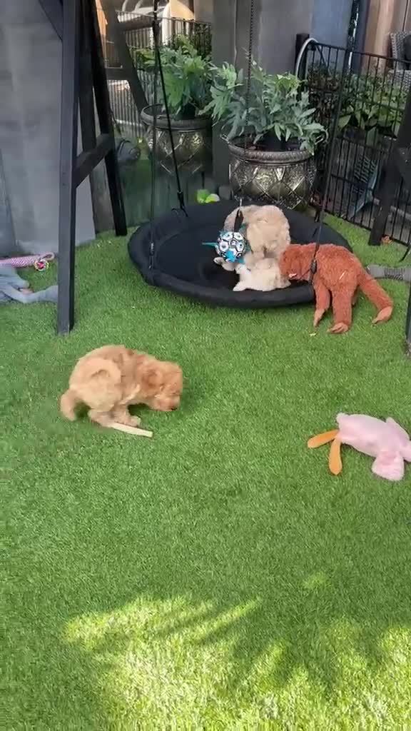 Australian Labradoodle honden te koop: Labradoodle Australian Multigen kleine medium pups in Epe - Video 1