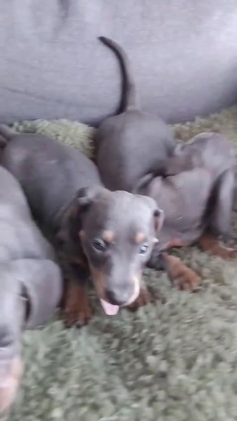 Teckel (korthaar)  honden te koop: Dwerg teckel pupjes opzoek naar hun gouden mandje. - Video 2