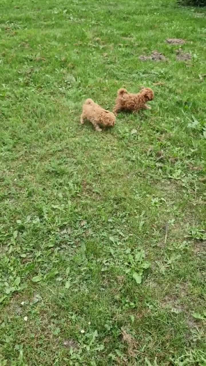 Poedel Toy honden te koop: Schattige toypoedel toy poedel pups 3 reutjes  - Video 1