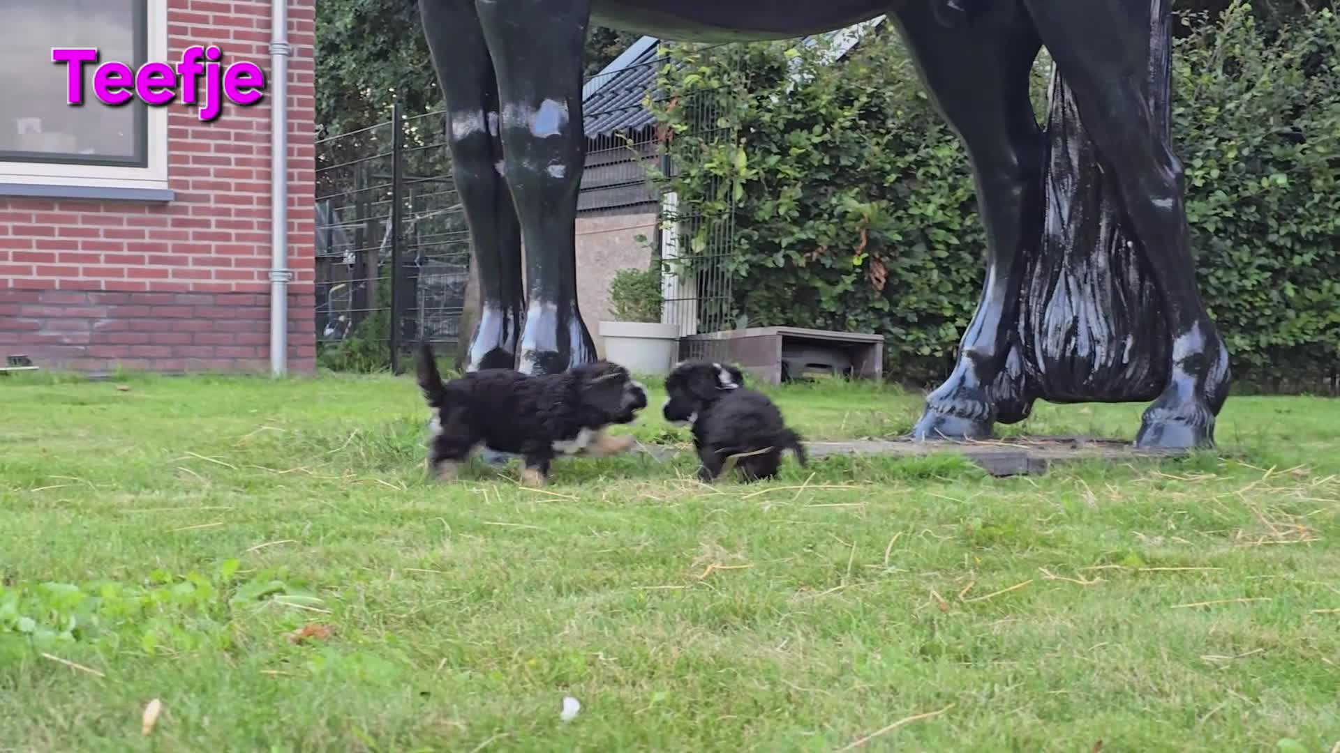 Maltipoo honden te koop: 🥰 2 Prachtige Maltipoo pups! Unieke kleuren 🐶 - Video 1