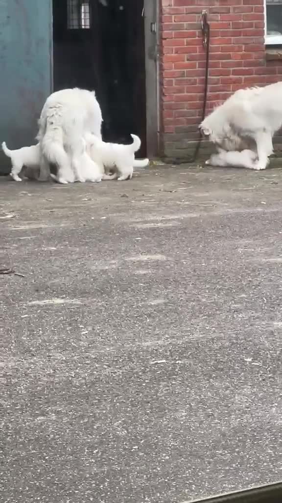 Berghond van de Maremmen en Abruzzen honden te koop: Super lieve en mooie puppies Erf/Vee/Gezindshond in Weerselo - Video 1