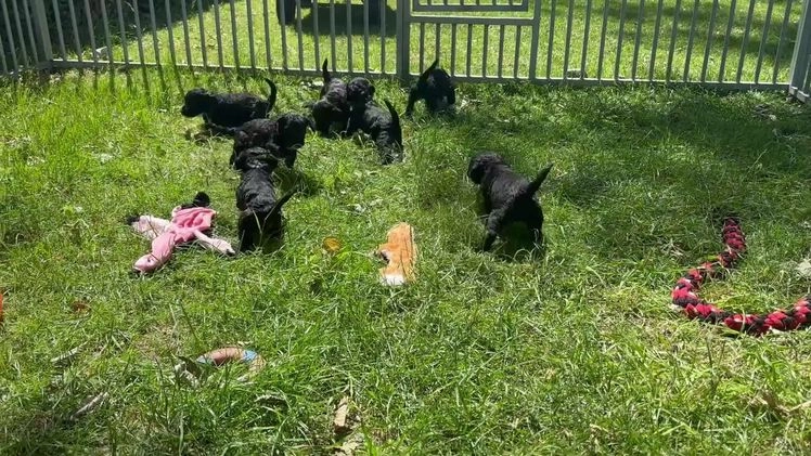 Cockapoo honden te koop: Cockapoo herhaalnestje in Kessel - Video 3