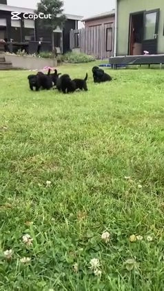Kruising honden te koop: Onze lieve Boulab puppy’s zijn te koop in Buren - Video 1