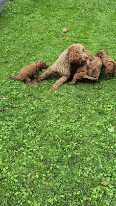 Poedel honden te koop: Middenslag poedels in Schuinesloot - Video 2
