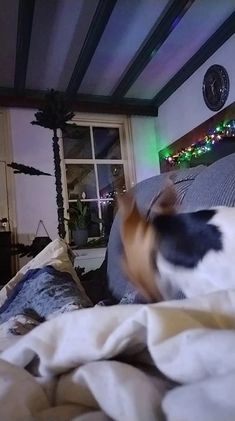 Kruising honden te koop: Jack Russell terriër kruising met pomeriaan reu in Eemnes - Video 1