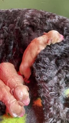 Labradoodle honden te koop: Medium labradoodle pups - Video 1