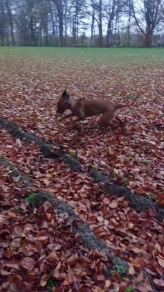 Rhodesian Ridgeback honden te koop: Eenmalig RR nestje-half juni van Keniaanse Teef in Elst - Video 1