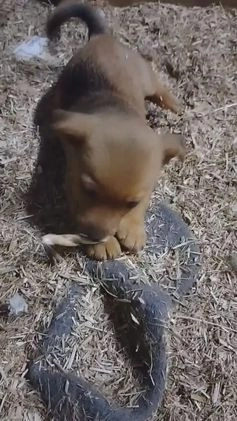 Kruising honden te koop: Jack Russell terriër kruising met pomeriaan reu in Eemnes - Video 2