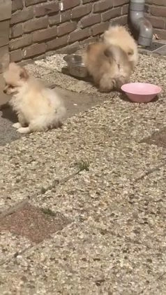 Pomeriaan honden te koop: Kleine pomeriaan  in Houten - Video 1