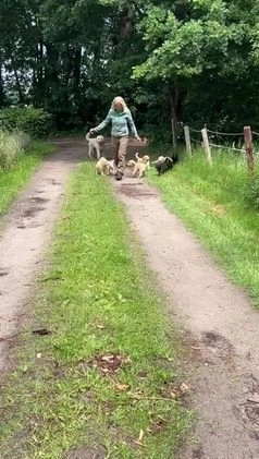 Labradoodle honden te koop: Labradoodle F4 pups te koop! 🐶 in Balkbrug - Video 2