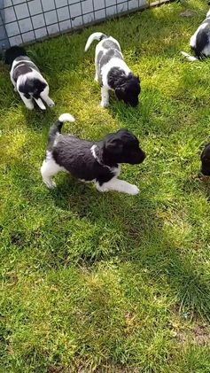 Friese Stabij honden te koop: Te koop 3 Friese stabij reutjes - Video 1