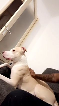 American Staffordshire Terriër honden ter dekking: Ik stel mijn lieve hond beschikbaar als dekreu - Video 1