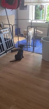 Golden Retriever honden te koop:  golden Retriever xlabrador x shaperd sh in Nieuwerbrug aan den Rijn - Video 1